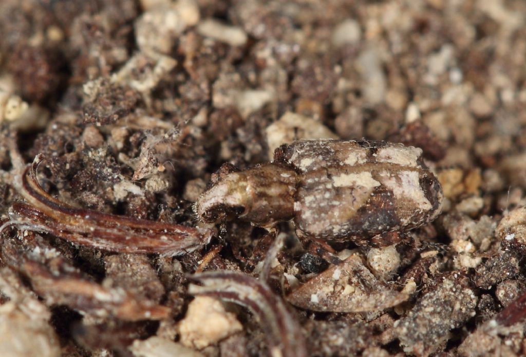Trova il coleottero!! - Gronops lunatus (Curculionidae)